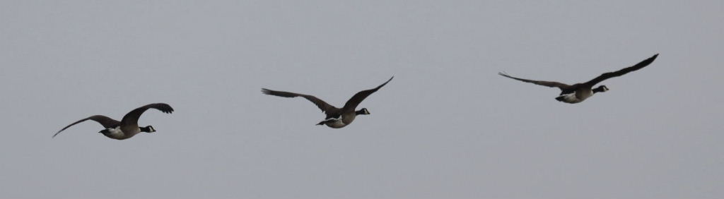 Canada Geese in fight