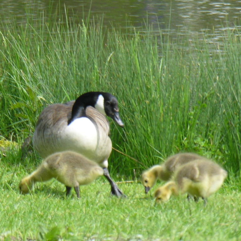 Canada Goose with Goslings