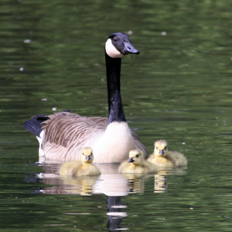 Canada Goose with Goslings