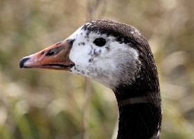hybrid Canada goose