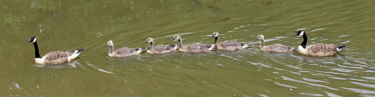 Canada Goose with goslings in line