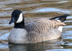 cackling goose