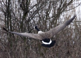 goose in flight
