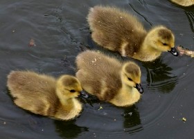 goslings