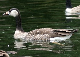 hydrid goose
