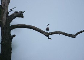 goose in tree