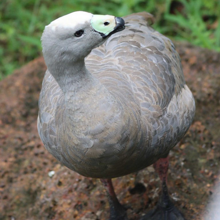 Cape Barren Goose head and bill