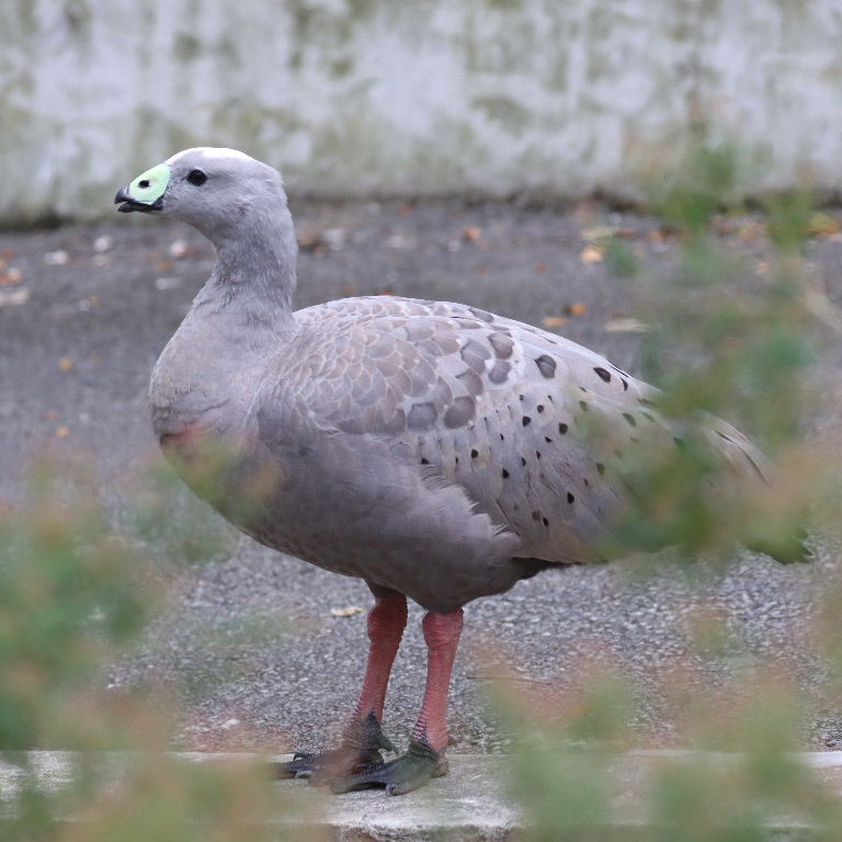 Cape Barren Goose