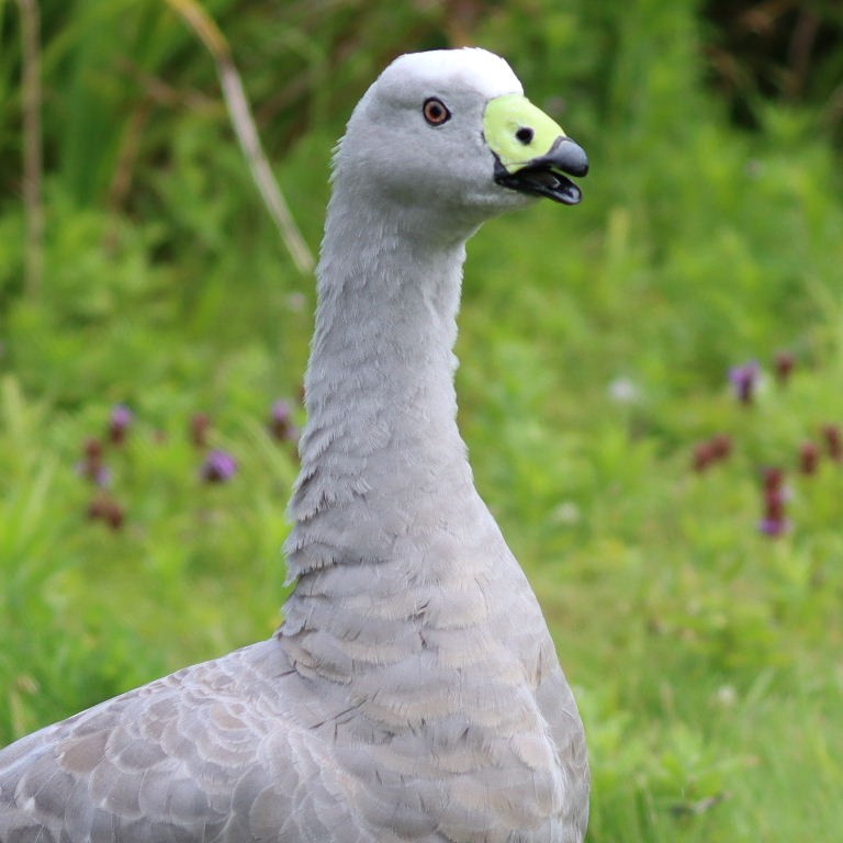 Cape Barren Goose head