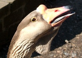 Africa China Goose