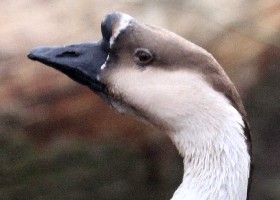 Chinese goose