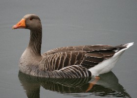 Greylag goose
