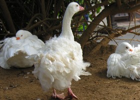 Sebastopol goose