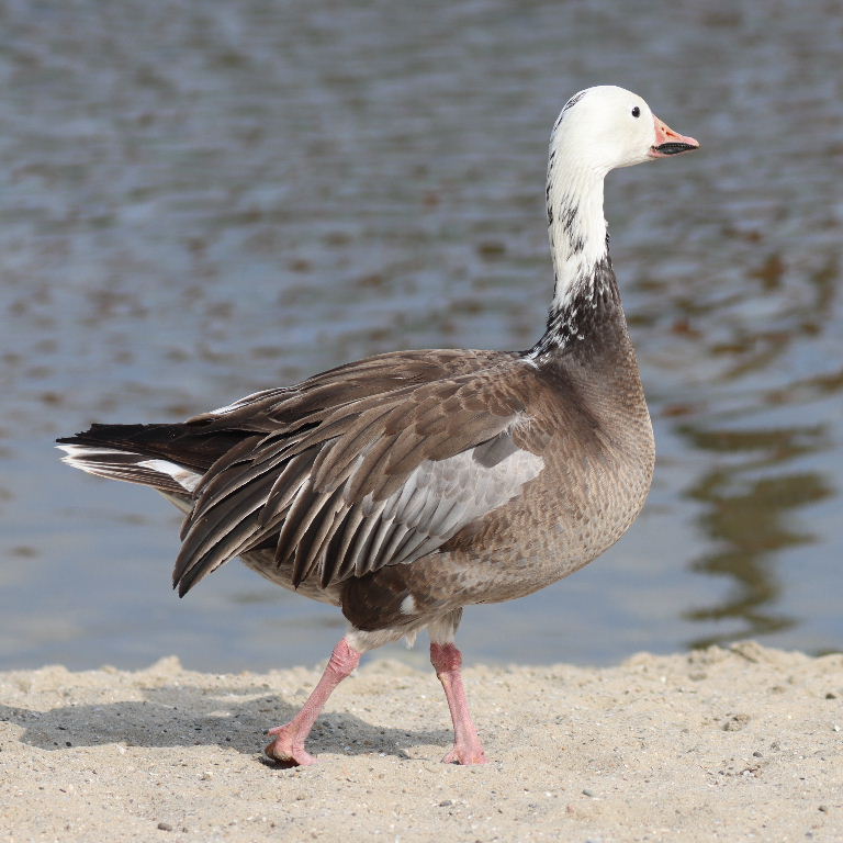 Emperor Goose hybrid?