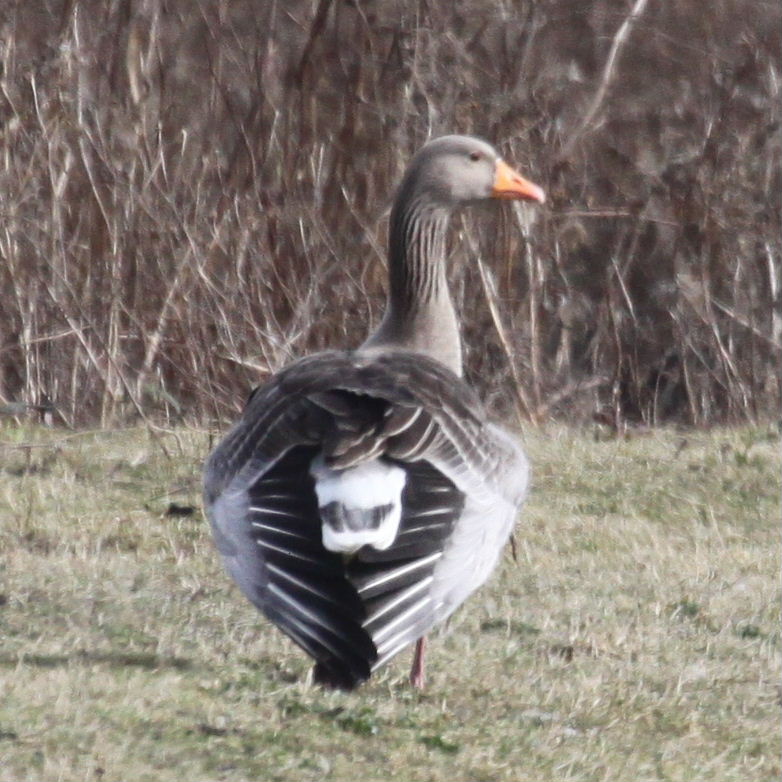Greylag Goose