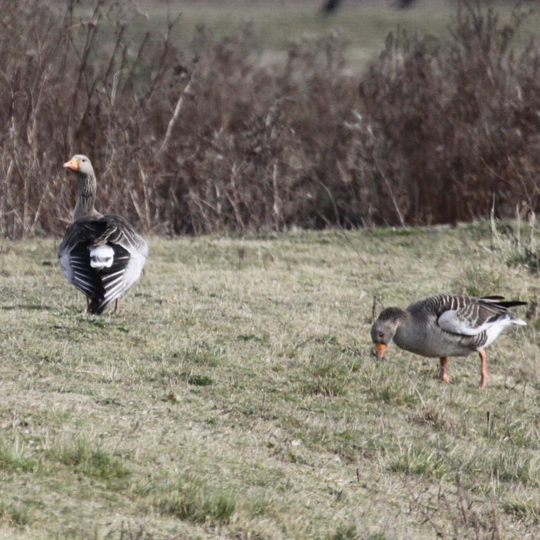 Greylag Geese