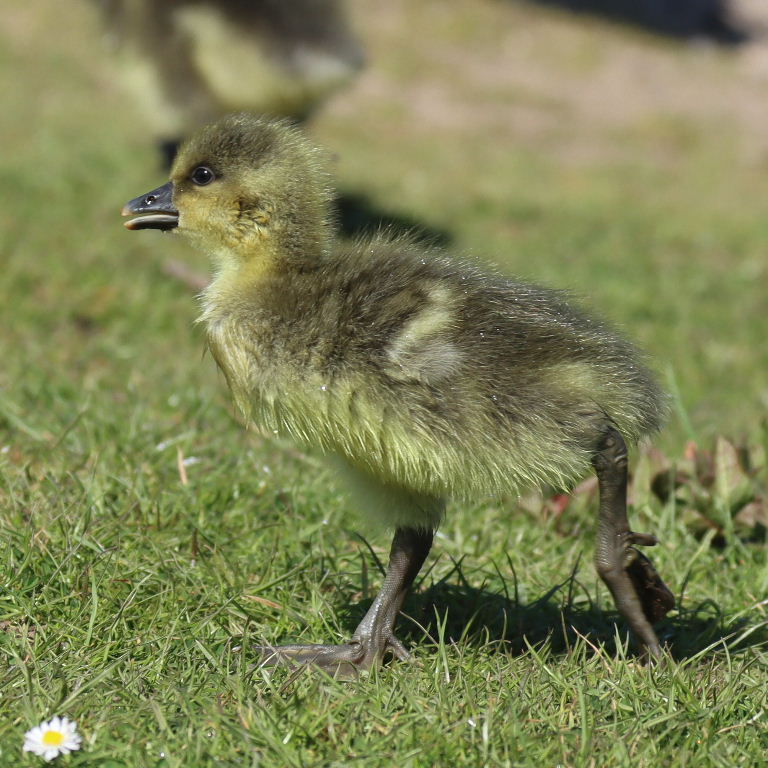 Greylag Goslings