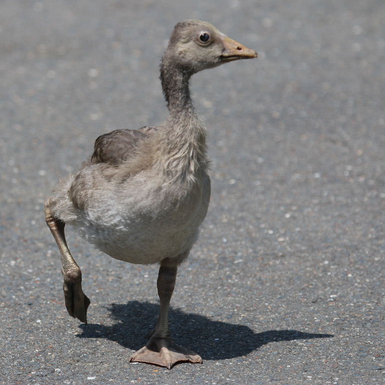 Greylag Goslings