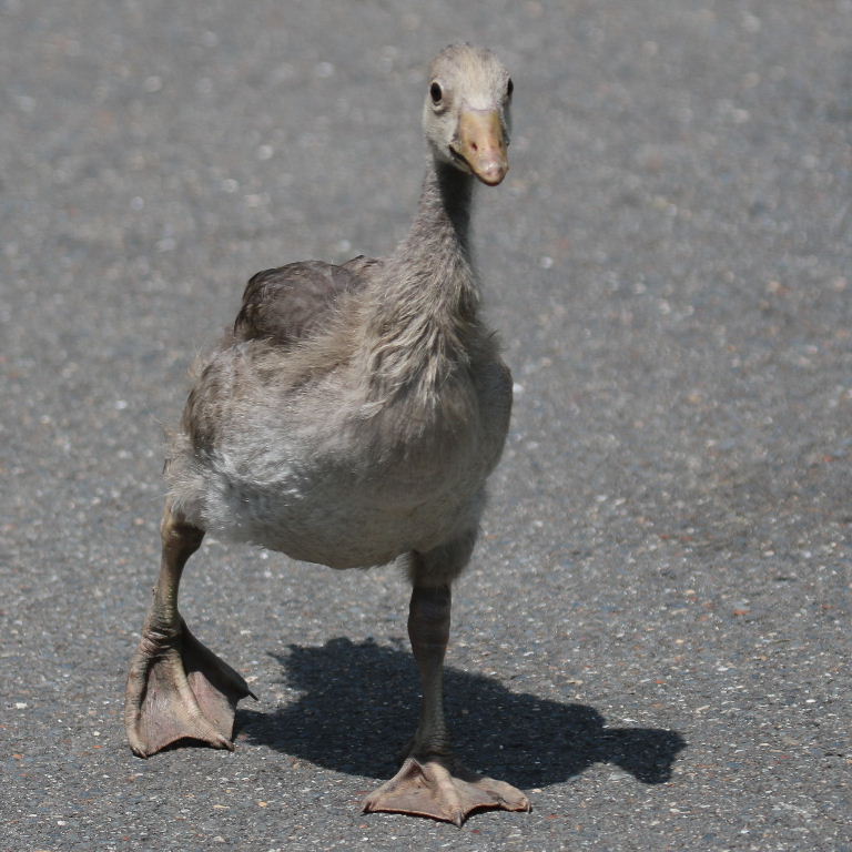 Greylag Goslings