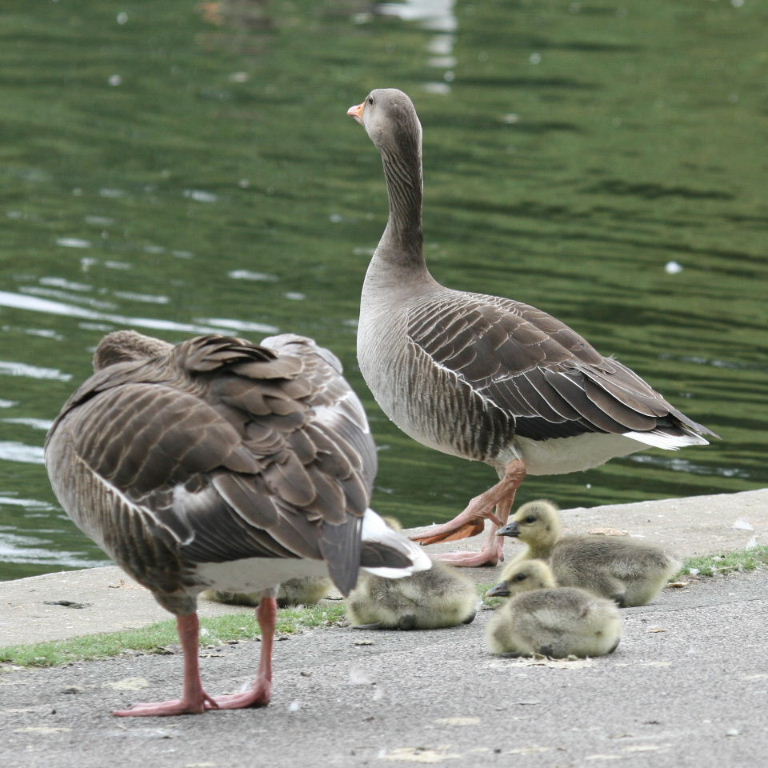 Greylag Goslings