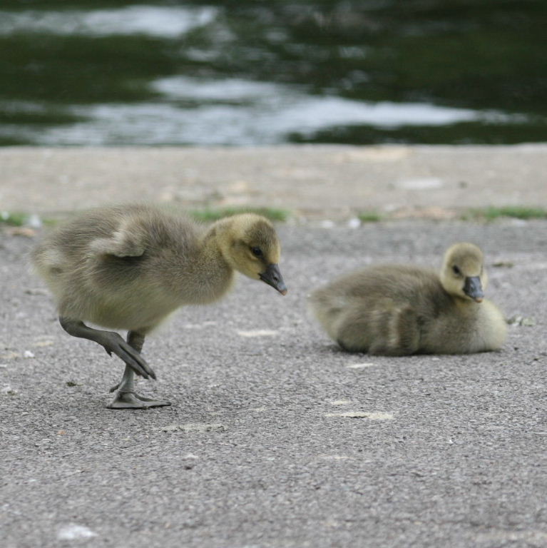 Greylag Goslings