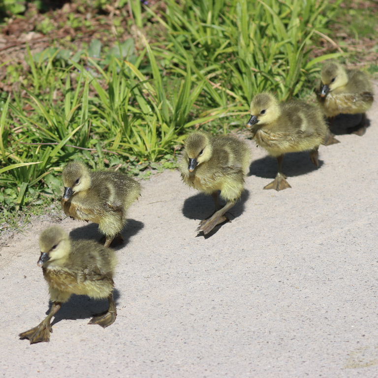 Greylag Gosling