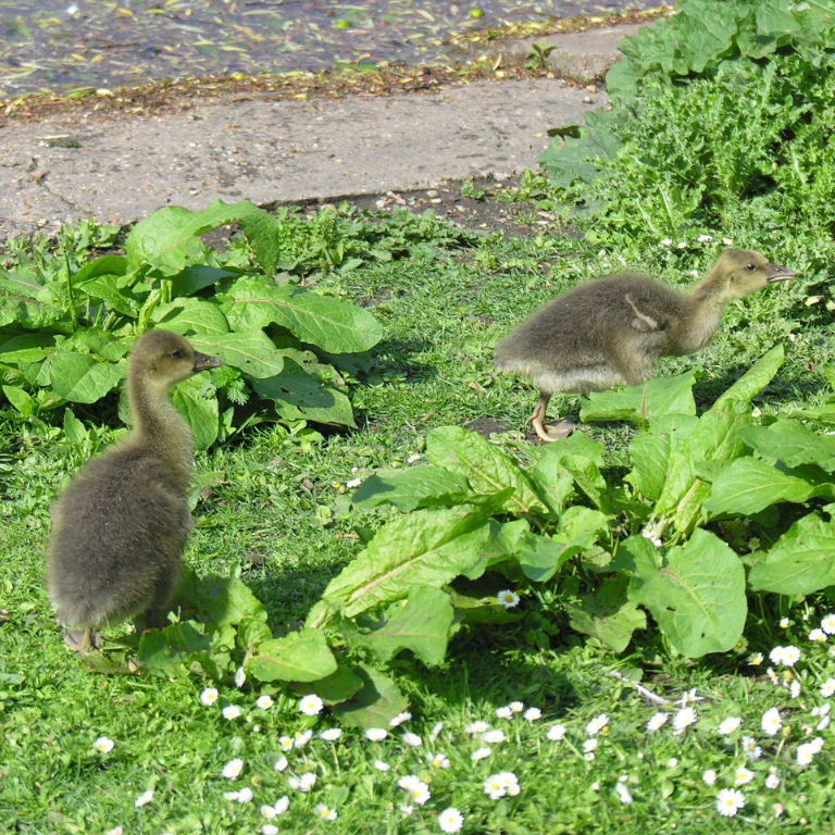 Greylag Goslings