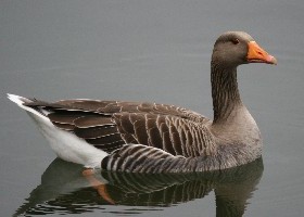 Greylag page
