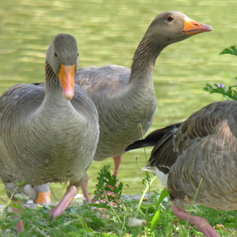 Greylag Geese