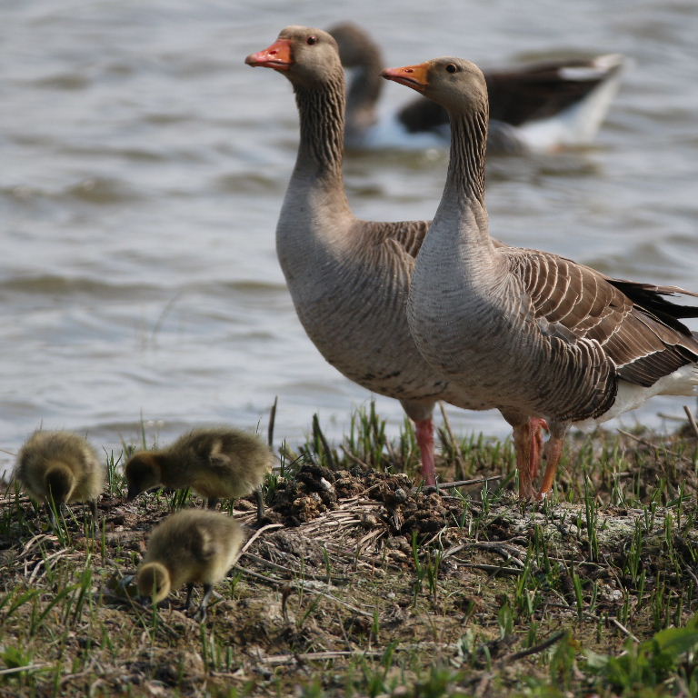 Greylag Gosling