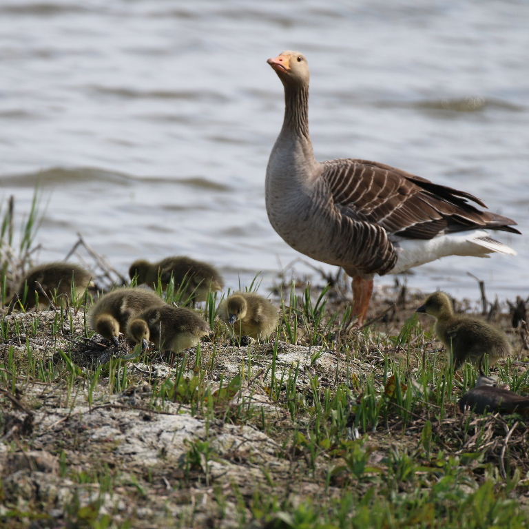 Greylag Goslings
