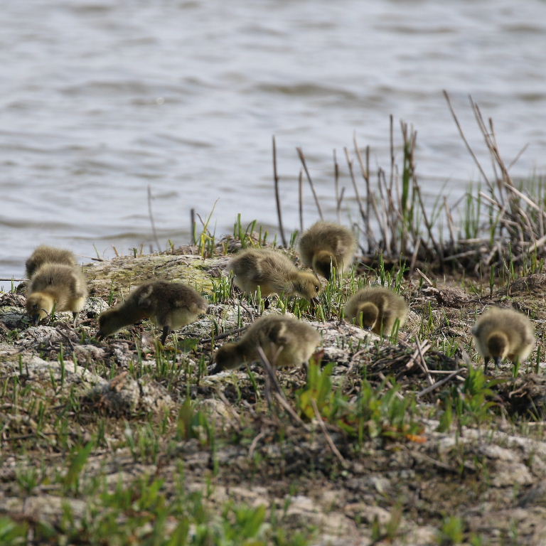 Greylag Gosling