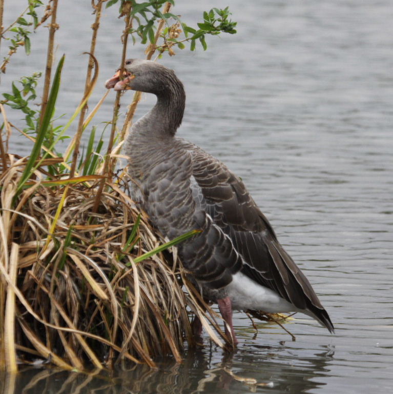 Greylag taking nesting material