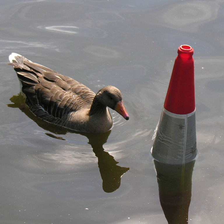 Greylag Goose with traffic cone
