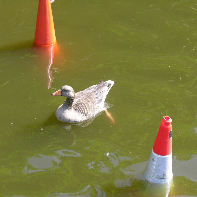 Greylag Geese with traffic cone