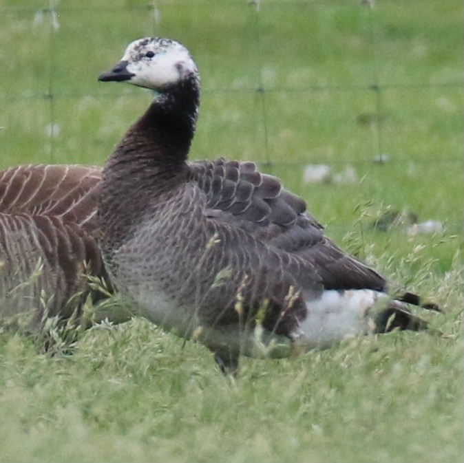 Hybrid Barnacle and Emperor Goose