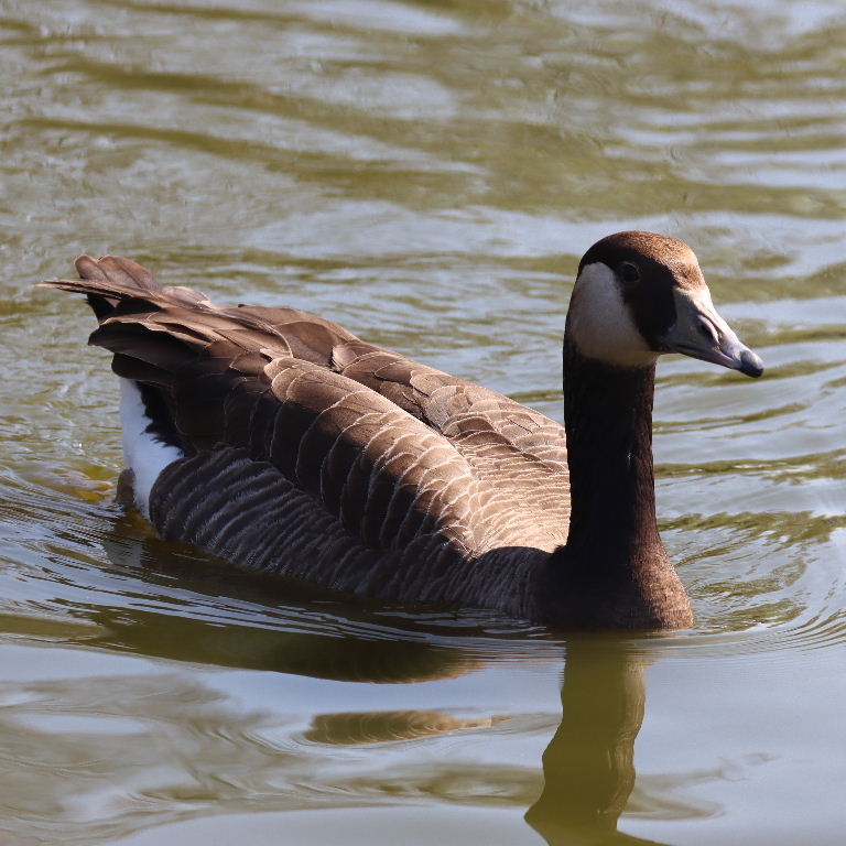 Hybrid Canada Goose