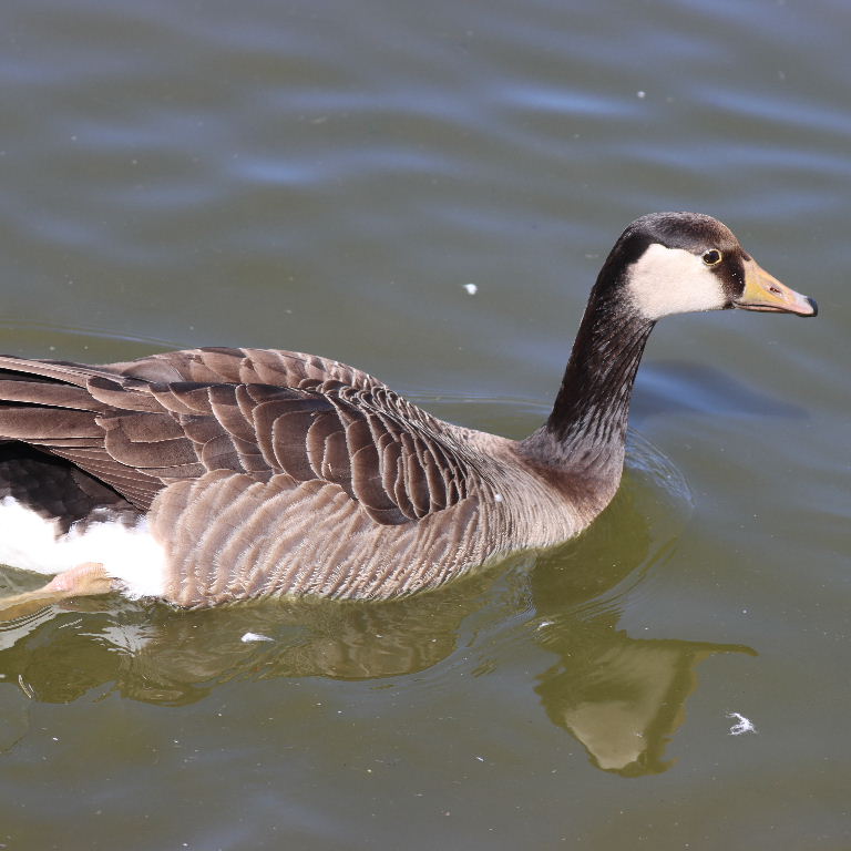 Hybrid Canada Goose