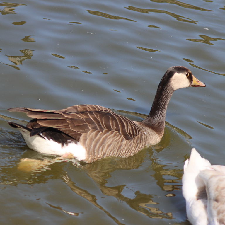 Hybrid Canada Goose