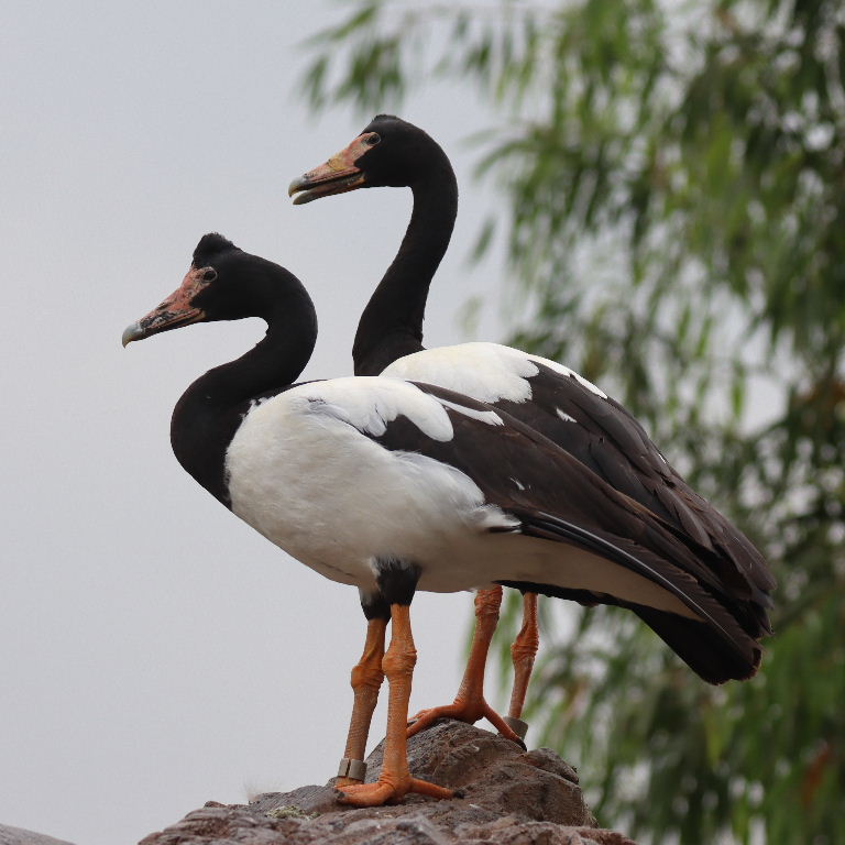 Magpie Goose