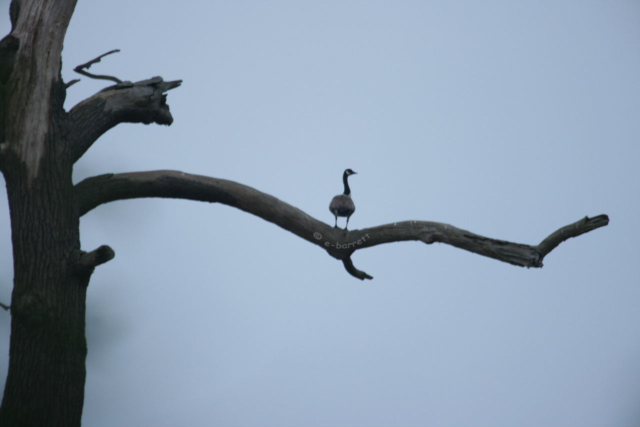 Canada goose in tree