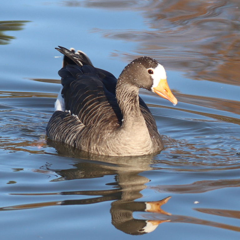 European White-fronted Goose