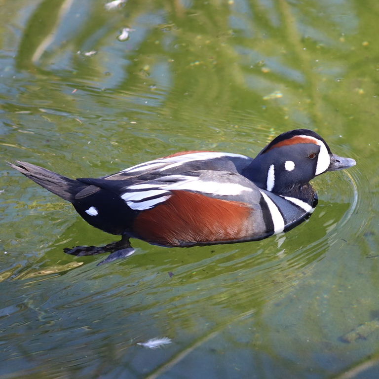 Harlequin Duck male