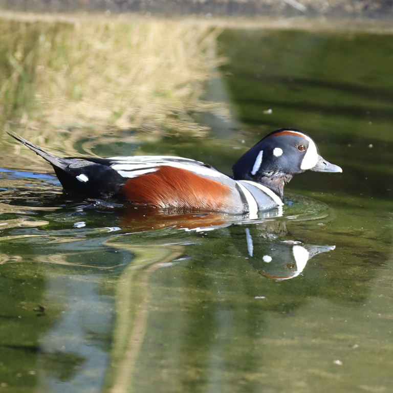 Harlequin Duck
