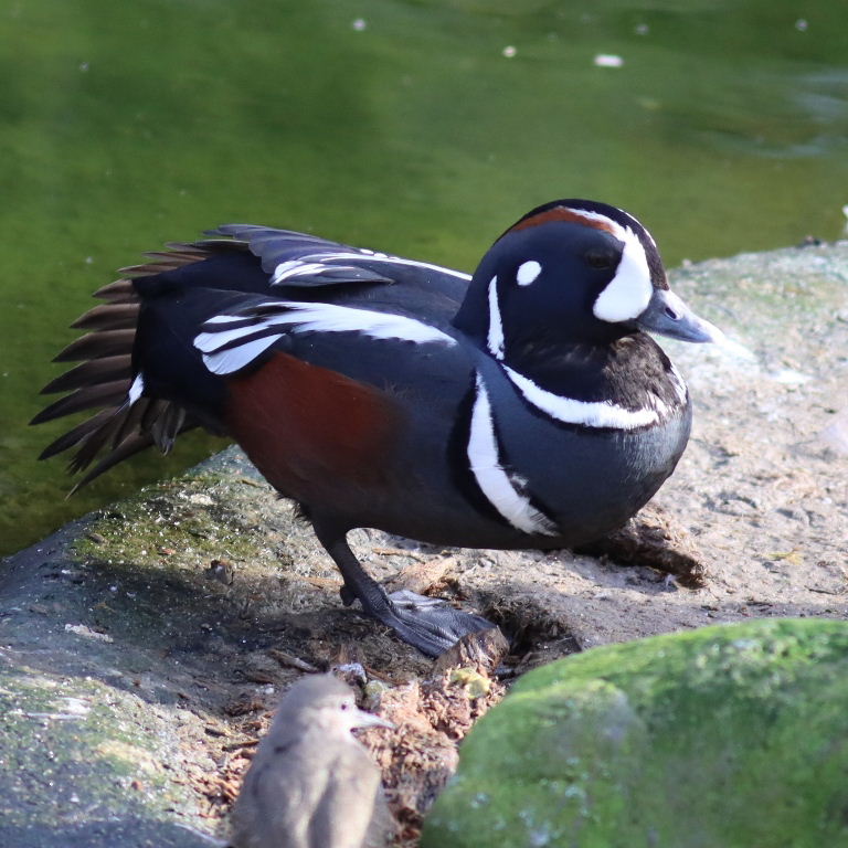 Harlequin Duck