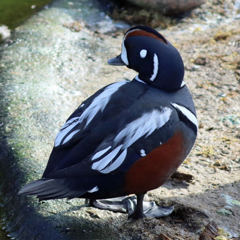 Harlequin Duck