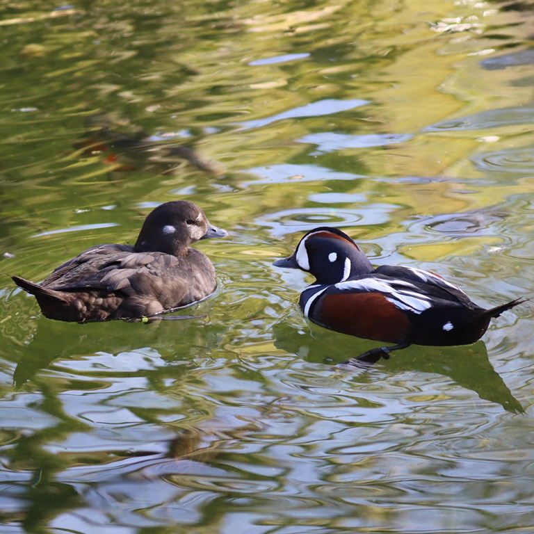 Harlequin Duck
