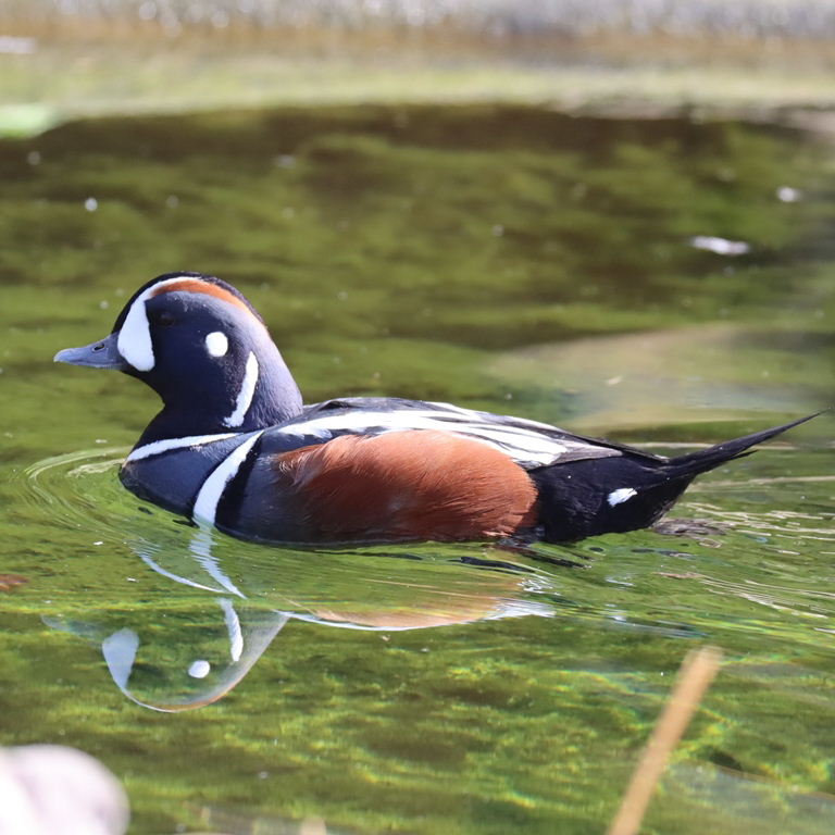 Harlequin Duck