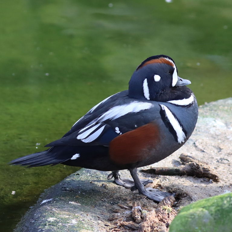 Harlequin Duck male