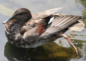 Gadwall male